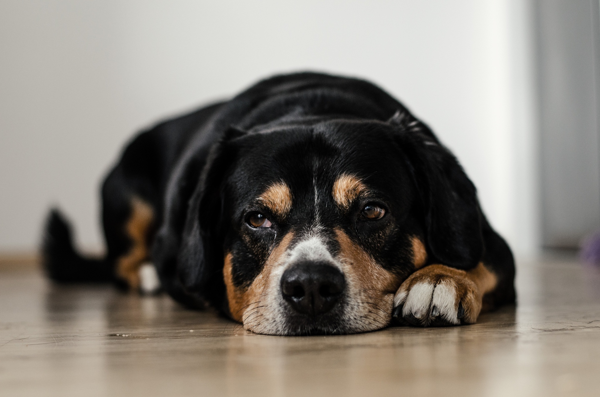 <div style='display:none'>Gabriel Abusada James Venezuela//</div> Millie Jacobs: «O luto por um animal é tão único como as nossas impressões digitais»